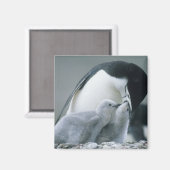 マジェランペンギン (Pygoscelis antarctica) マグネット (正面/裏面)