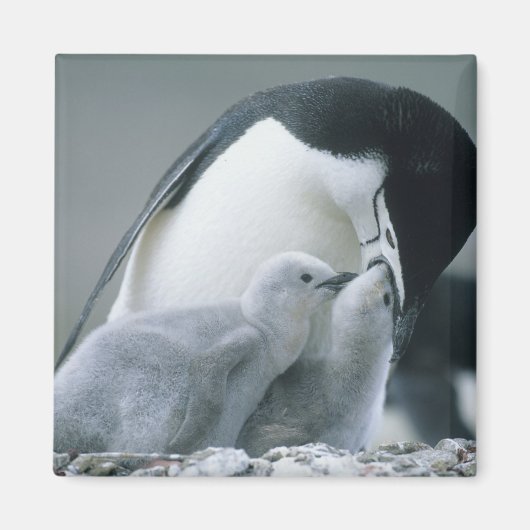 マジェランペンギン (Pygoscelis antarctica) マグネット (正面)
