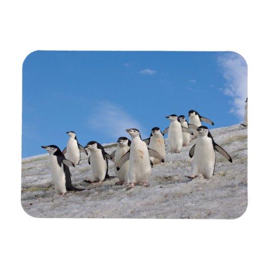 マジェランペンギン | Pygoscelis Antarctica マグネット (横)