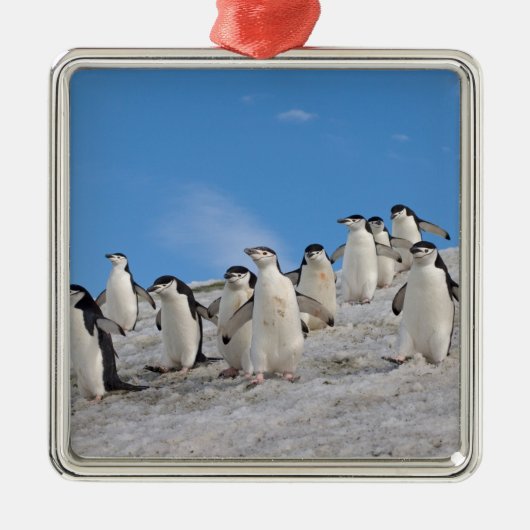 マジェランペンギン | Pygoscelis Antarctica メタルオーナメント (正面)