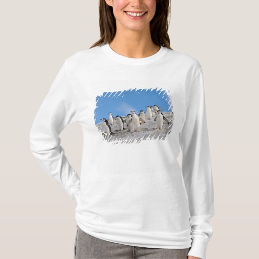マジェランペンギン | Pygoscelis Antarctica Tシャツ (正面)