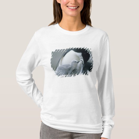 マジェランペンギン (Pygoscelis antarctica) Tシャツ (正面)