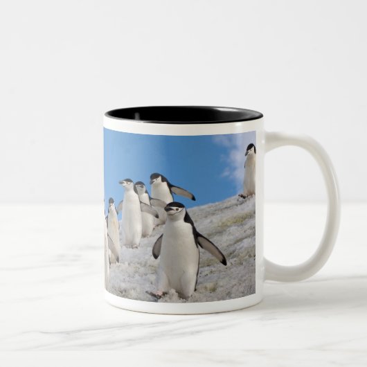 マジェラン Penguin | Pygoscelis Antarctica ツートーンマグカップ (右)