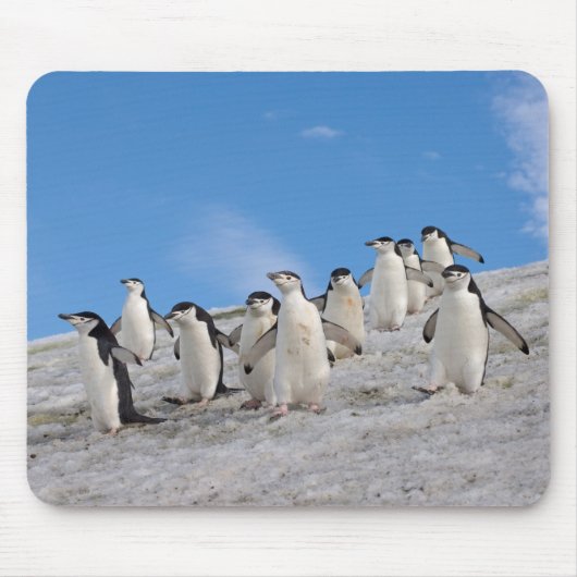 マジェラン penguin | Pygoscelis Antarctica マウスパッド (正面)