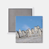 マジェラン Penguin | Pygoscelis Antarctica マグネット (正面/裏面)