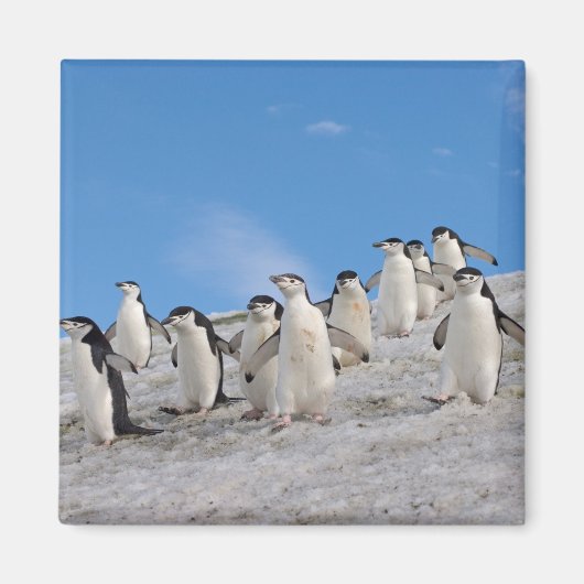 マジェラン Penguin | Pygoscelis Antarctica マグネット (正面)