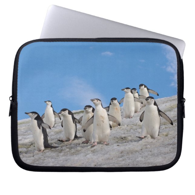 マジェラン penguin | Pygoscelis Antarctica ラップトップスリーブ (正面)