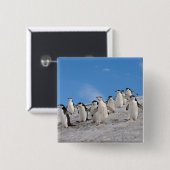 マジェラン penguin | Pygoscelis Antarctica 缶バッジ (正面&裏面)