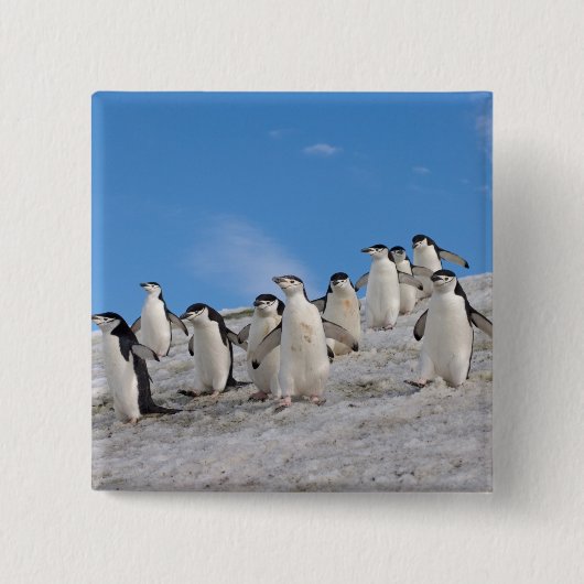 マジェラン penguin | Pygoscelis Antarctica 缶バッジ (正面)