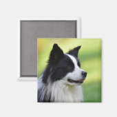 マジャルヴィスラ犬 マグネット (正面/裏面)