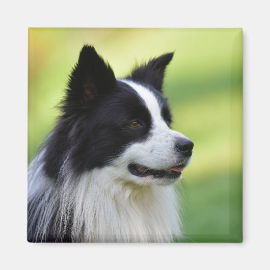 マジャルヴィスラ犬 マグネット (正面)