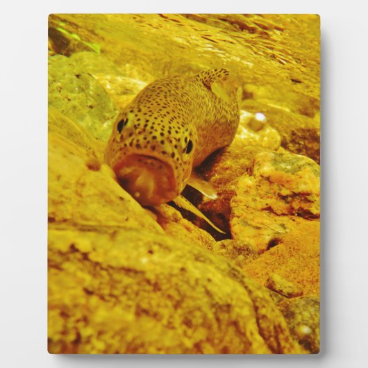 マスの流れ フォトプラーク (正面)