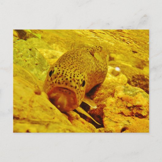 マスの流れ ポストカード (正面)