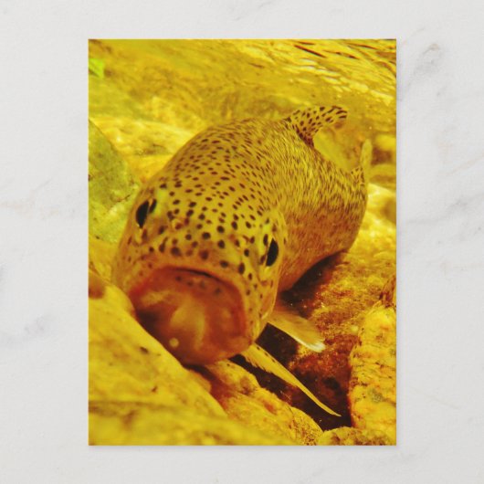 マスの流れ ポストカード (正面)