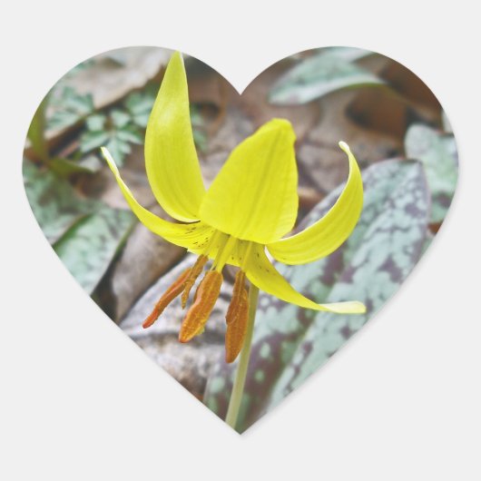 マスゆり野花 – Erythronium americanum ハートシール (正面)