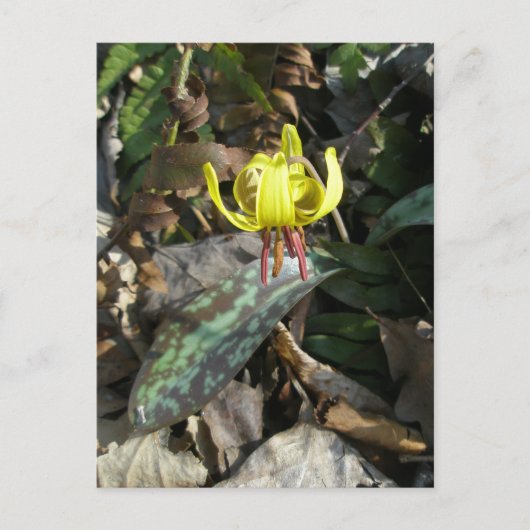 マスゆり野花 – Erythronium americanum ポストカード (正面)