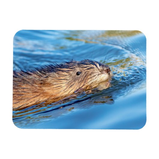 マスクラットアットヴァッサールファームズエコロジカル保存 マグネット (横)