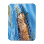 マスクラットアットヴァッサールファームズエコロジカル保存 マグネット (縦)