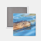 マスクラットアットヴァッサールファームズエコロジカル保存 マグネット (正面/裏面)