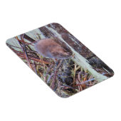 マスクラット マグネット (右側)