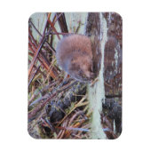 マスクラット マグネット (縦)