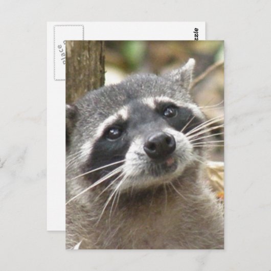 マスク付きアライグマはがき ポストカード (正面/裏面)