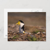 マスク付きラッピング ポストカード (正面/裏面)