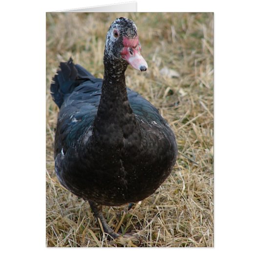 マスコヴィ・ヘンの中に空白のある (正面)