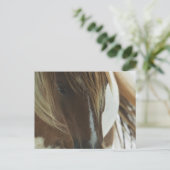 マスタングワイルドホース葉書 ポストカード (スタンド正面)