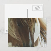 マスタングワイルドホース葉書 ポストカード (正面/裏面)