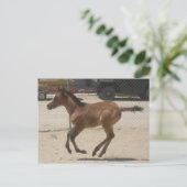 マスタング精神のポストカード ポストカード (スタンド正面)