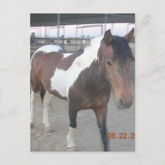 マスタンスピリットはがき ポストカード