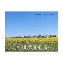 マスタードの花畑