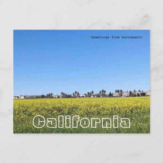 マスタードの花畑 ポストカード (正面)