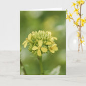 マスタード植物 カード (黄色い花)