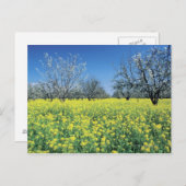 マスタード畑のリンゴの木、ナパ・バレー。 ポストカード (正面/裏面)