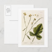 マスタード、'A Curious Herbal'のプレート446から、 ポストカード (正面/裏面)