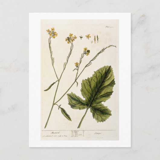 マスタード、'A Curious Herbal'のプレート446から、 ポストカード (正面)