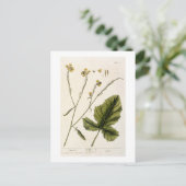 マスタード、'A Curious Herbal'のプレート446から、 ポストカード (スタンド正面)