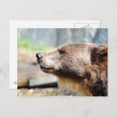 マスター・ブリュイン ポストカード (正面/裏面)