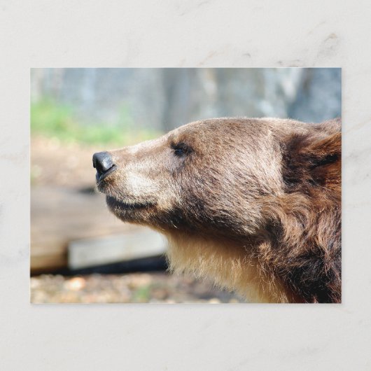 マスター・ブリュイン ポストカード (正面)