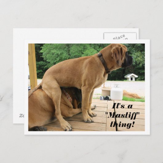 マスティフなもんだぞ!イングリッシュ間抜けマスティフ犬 ポストカード (正面/裏面)
