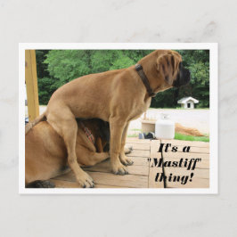 マスティフなもんだぞ!イングリッシュ間抜けマスティフ犬 ポストカード