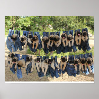 マスティフの子犬のポスター ポスター