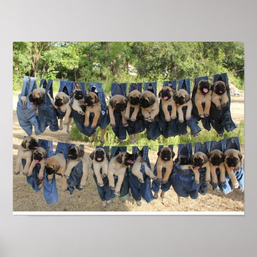 マスティフの子犬のポスター ポスター (正面)