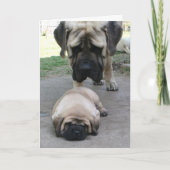 マスティフの父と子犬の父親の日カード カード (正面)