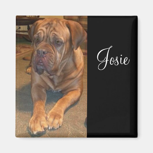 マスティフをジョージー。マスティフの名前に変更 マグネット (正面)