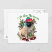 マスティフ・ティス ポストカード (正面/裏面)