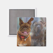 マスティフ・プラス マグネット (正面/裏面)