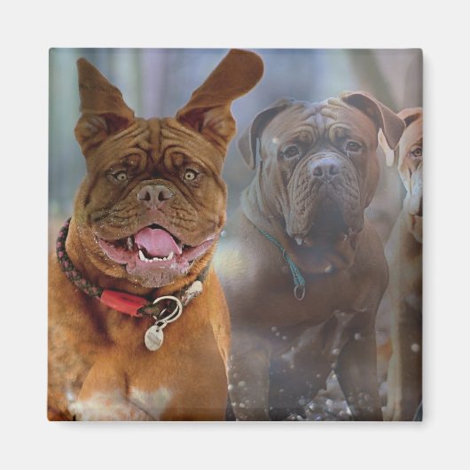 マスティフ・プラス マグネット (正面)